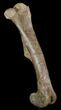 Killer,  Kritosaurus Femur - Aguja Formation, Texas #51409-1